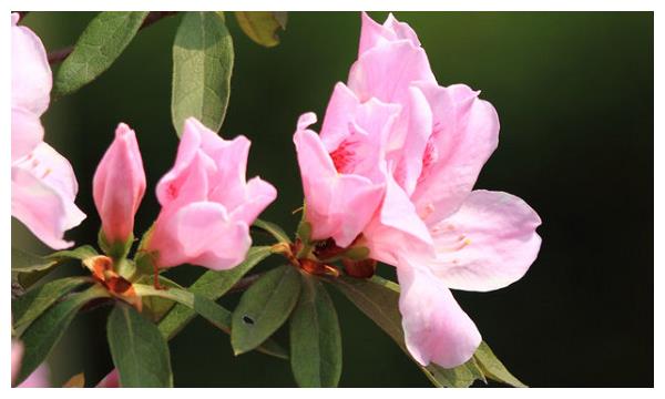 12月3日-12月15日,桃花盛开,红鸾入财,桃花朵朵开|红鸾|桃花|好运