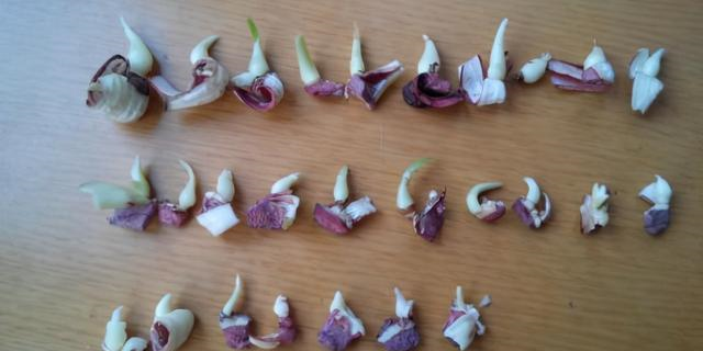 "大卸八块"繁殖朱顶红,种球劈成20半,挤满嫩芽,长出大花球|朱顶红