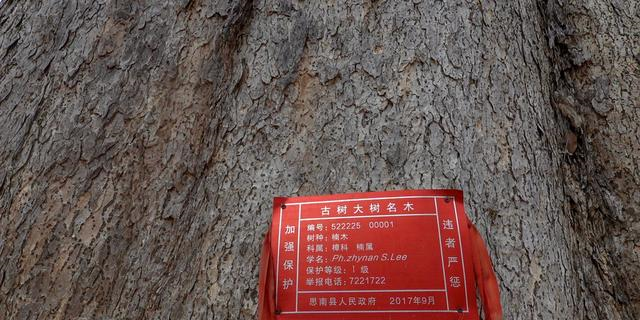世所罕见！贵州发现千年金丝楠木，树龄超1300年，堪称亚洲楠木王__财经头条