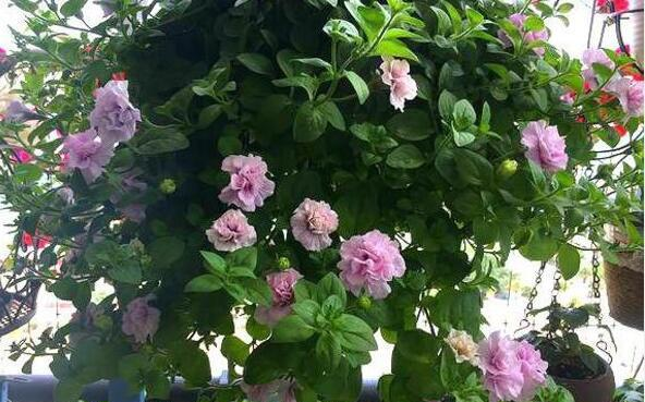 阳台小也要养盆它,有点散光就疯长,种1棵,长1片,1年能开300天休闲区蓝鸢梦想 - Www.slyday.coM 阳台小也要养盆它,有点散光就疯长,种1棵,长1片,1年能开300天休闲区蓝鸢梦想 - Www.slyday.coM