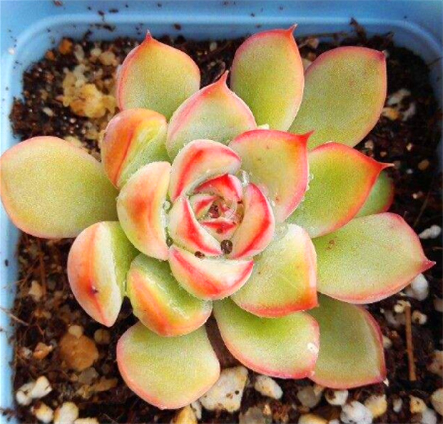 此种金色老桩多肉太漂亮华贵霸气养护简单适合新手