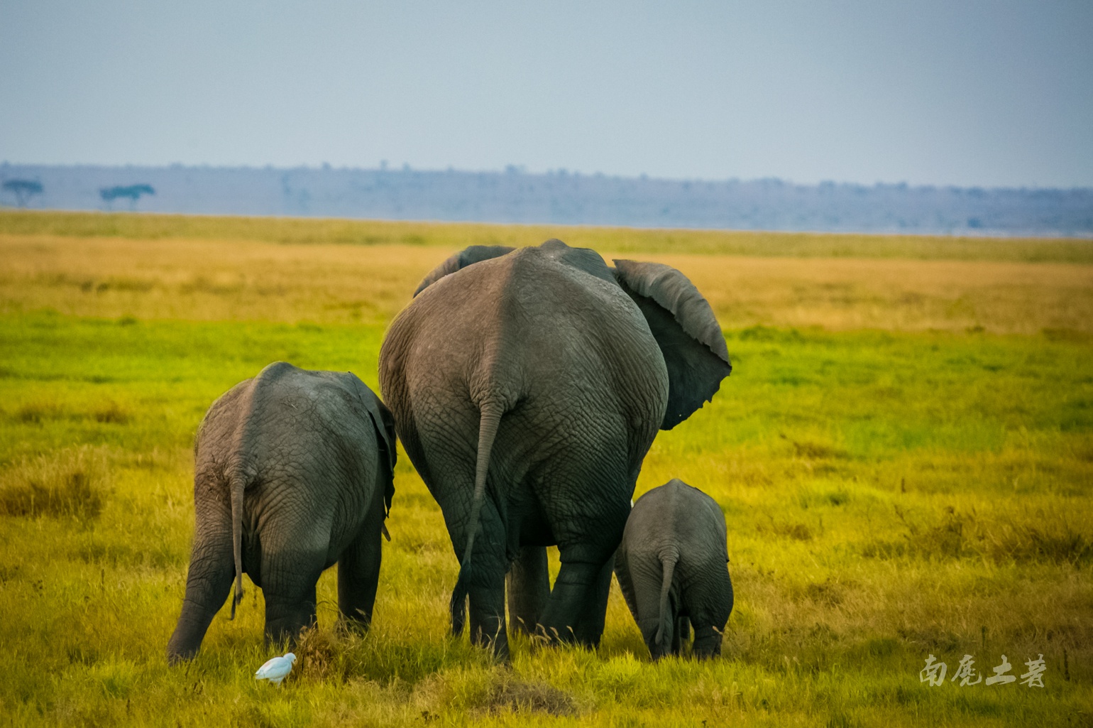 亚洲象和非洲象有什么不同