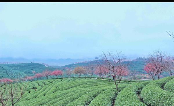 福建的小庐山,樱花开到漫山遍野,被誉为中国最美樱花圣地休闲区蓝鸢梦想 - Www.slyday.coM 福建的小庐山,樱花开到漫山遍野,被誉为中国最美樱花圣地休闲区蓝鸢梦想 - Www.slyday.coM