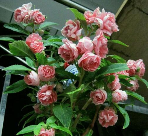 阳台小也要养盆它,有点散光就疯长,种1棵,长1片,1年能开300天休闲区蓝鸢梦想 - Www.slyday.coM 阳台小也要养盆它,有点散光就疯长,种1棵,长1片,1年能开300天休闲区蓝鸢梦想 - Www.slyday.coM