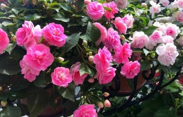 阳台小也要养盆它,有点散光就疯长,种1棵,长1片,1年能开300天休闲区蓝鸢梦想 - Www.slyday.coM 阳台小也要养盆它,有点散光就疯长,种1棵,长1片,1年能开300天休闲区蓝鸢梦想 - Www.slyday.coM