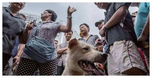 比白龙马还惨,军犬海龙拍戏绑真炸药被炸粉碎,导演:是我想要的