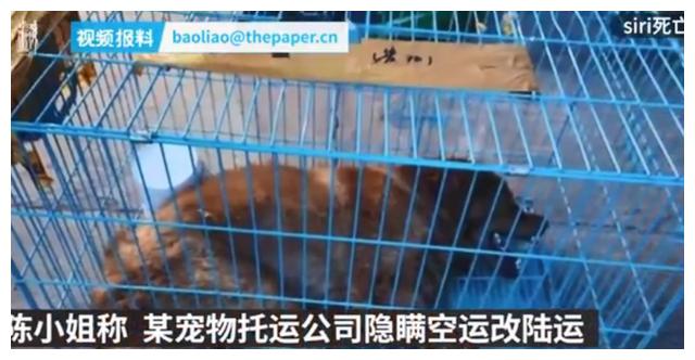 广州市监所回应金毛陆运致死：疑为员工接私单后换车，现已离职休闲区蓝鸢梦想 - Www.slyday.coM