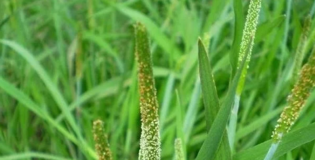 它是治疗脚气特效药学名麦娘农村到处是遇到请重视