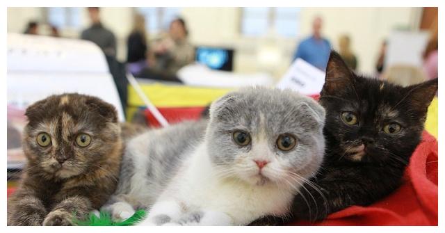 聊聊怀孕养猫：不能用遗弃猫咪去迎接新生命，这份新生礼物太糟糕休闲区蓝鸢梦想 - Www.slyday.coM