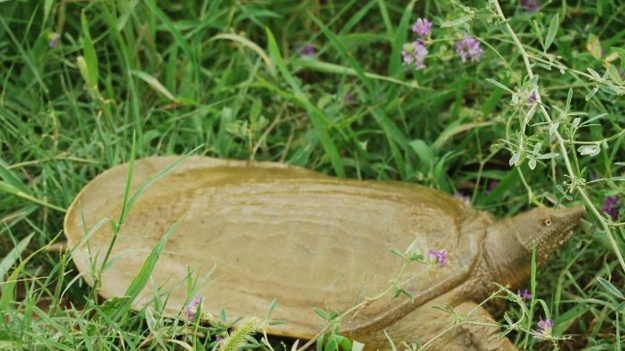 在农村,为什么以前常见的甲鱼越来越少见了?它们都去哪儿了?休闲区蓝鸢梦想 - Www.slyday.coM 在农村,为什么以前常见的甲鱼越来越少见了?它们都去哪儿了?休闲区蓝鸢梦想 - Www.slyday.coM