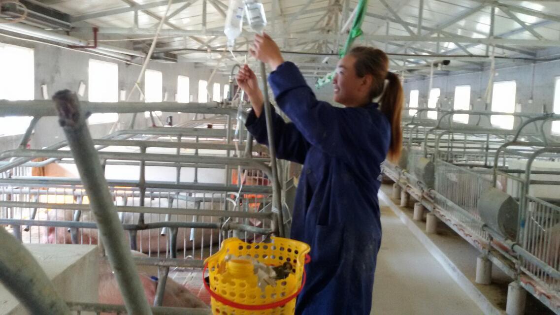 产中母猪输液流程—猪知乐