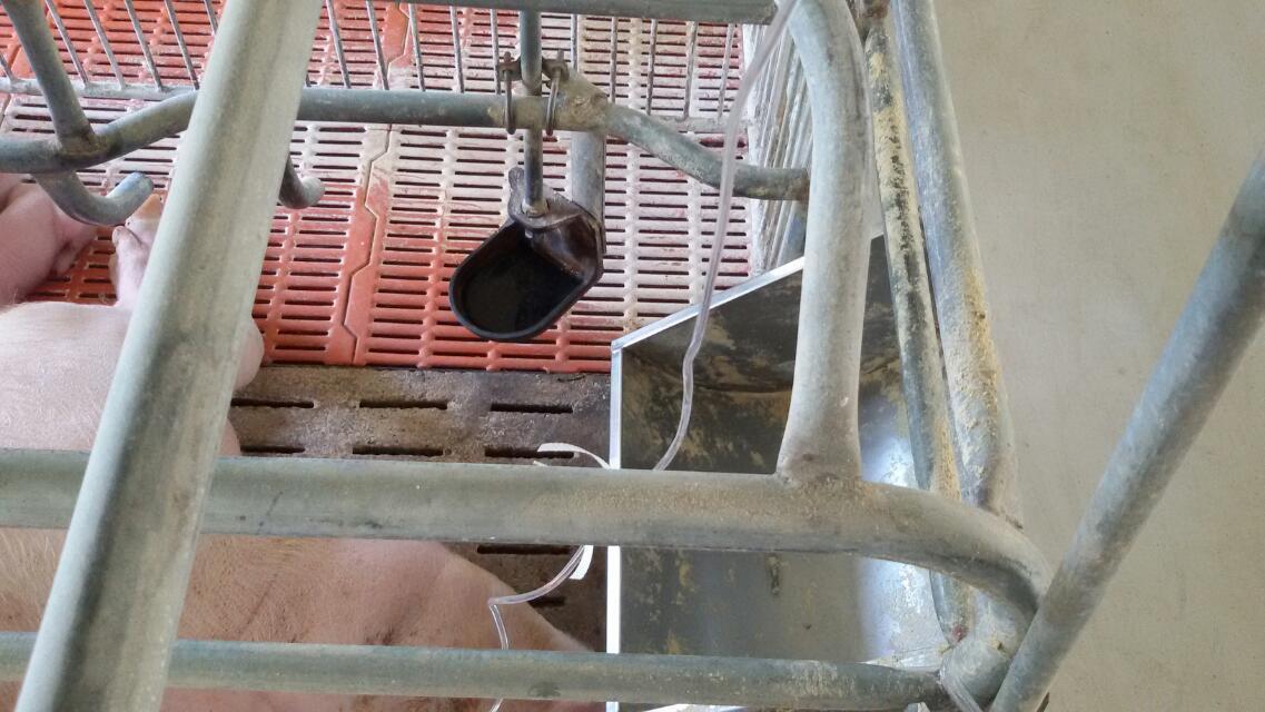 产中母猪输液流程—猪知乐