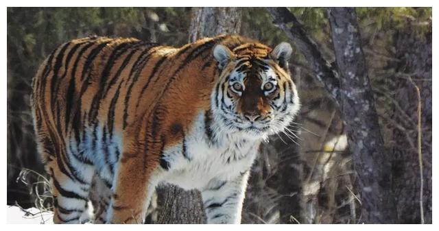 你知道世界上最胖的老虎是哪一种老虎吗?