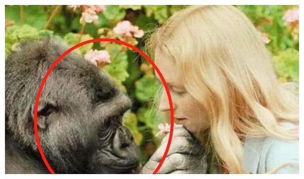 女学者不听众人劝阻,坚持想用黑猩猩人工授精,她的现状让人唏嘘