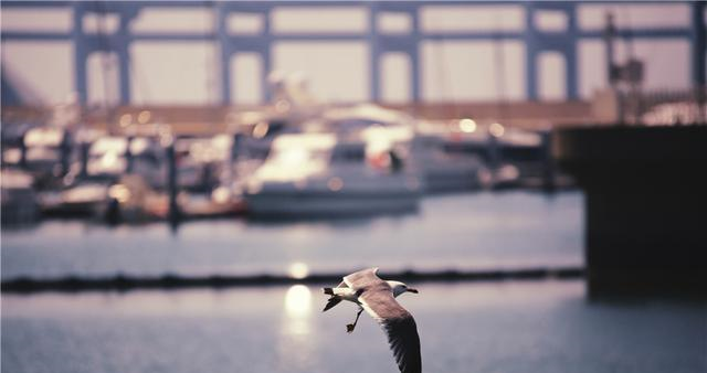 大连人最爱去的地方，星海广场南端的星海湾，看那海鸥起舞更奇妙