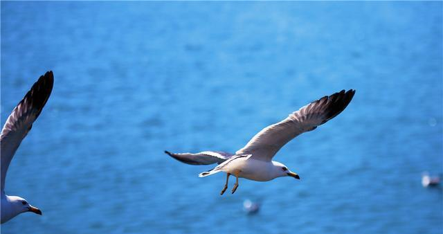 大连人最爱去的地方，星海广场南端的星海湾，看那海鸥起舞更奇妙