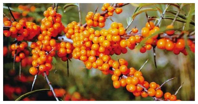 小金沙棘大自然最好的馈赠