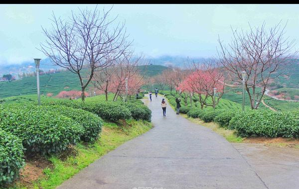 福建的小庐山,樱花开到漫山遍野,被誉为中国最美樱花圣地休闲区蓝鸢梦想 - Www.slyday.coM 福建的小庐山,樱花开到漫山遍野,被誉为中国最美樱花圣地休闲区蓝鸢梦想 - Www.slyday.coM