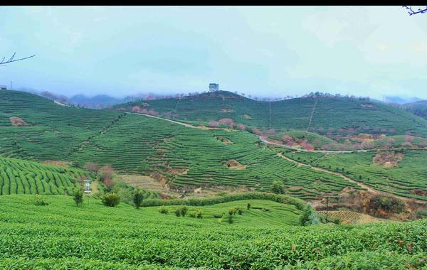 福建的小庐山,樱花开到漫山遍野,被誉为中国最美樱花圣地休闲区蓝鸢梦想 - Www.slyday.coM 福建的小庐山,樱花开到漫山遍野,被誉为中国最美樱花圣地休闲区蓝鸢梦想 - Www.slyday.coM