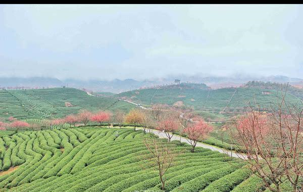 福建的小庐山,樱花开到漫山遍野,被誉为中国最美樱花圣地休闲区蓝鸢梦想 - Www.slyday.coM 福建的小庐山,樱花开到漫山遍野,被誉为中国最美樱花圣地休闲区蓝鸢梦想 - Www.slyday.coM