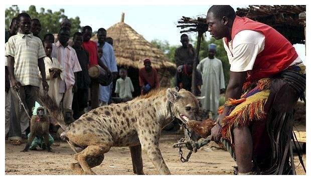 非洲人是怎么驯服鬣狗的?不服就打到服,镜头拍下全过程