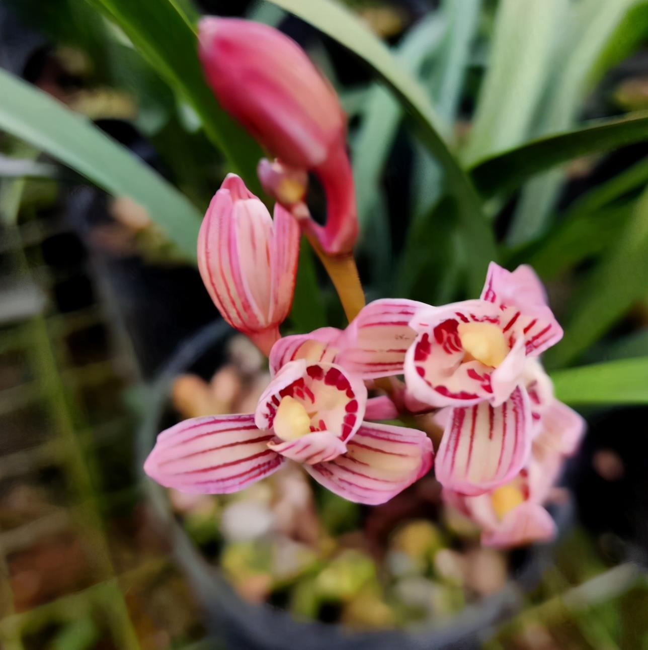 兰界新宠"七彩玲珑"花色七彩,兰香浓郁,开品稳定,新手首选