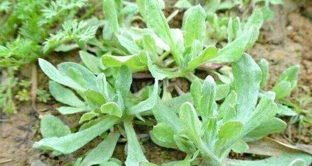 长在田埂上的鼠耳草农民拿来喂猪其实做成青团更好