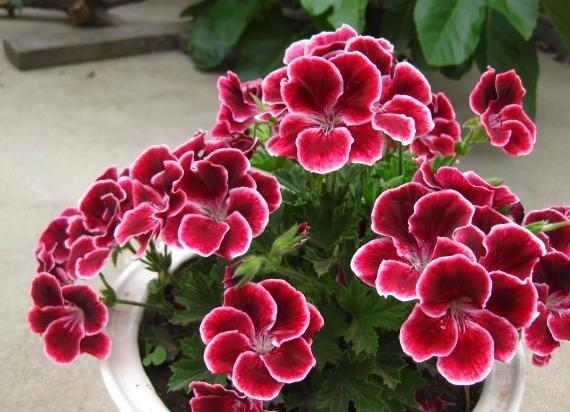 新手养花 不如养盆花中精品 洋绣球 花大色艳 五彩缤纷