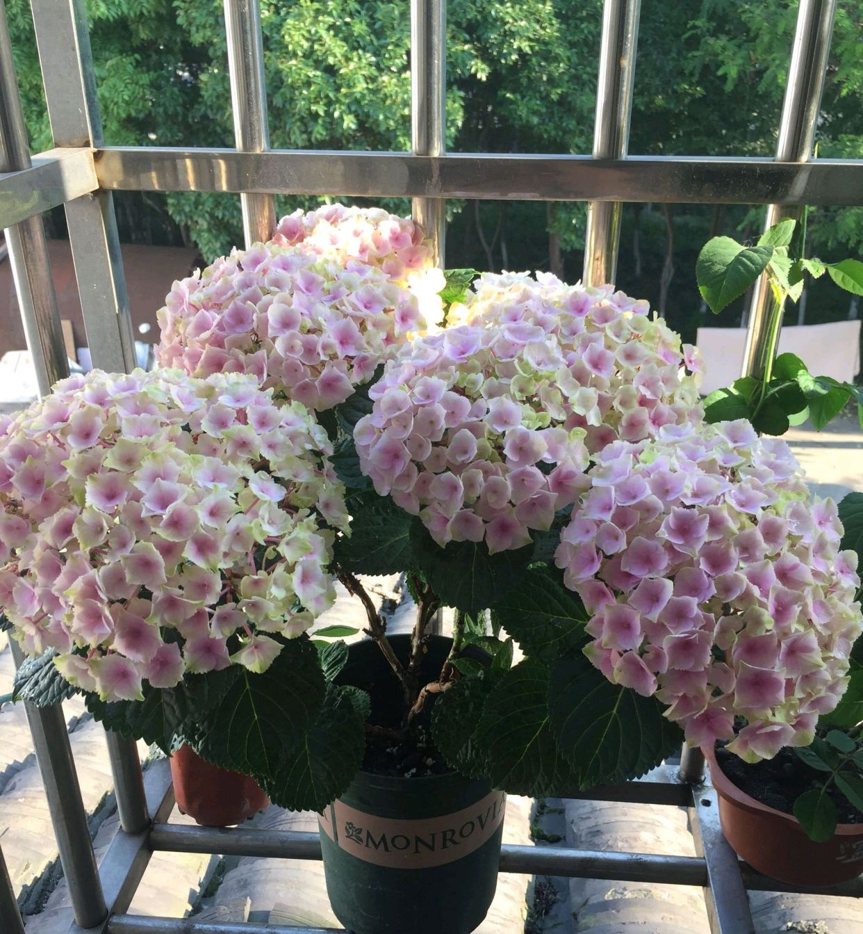 海洋绣球花不是想晒太阳就晒,小心高温水汽灼伤叶片,温度是准绳_高清