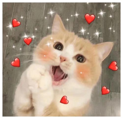 一只猫过得“幸福”,从这些方面可以看出来!休闲区蓝鸢梦想 - Www.slyday.coM 一只猫过得“幸福”,从这些方面可以看出来!休闲区蓝鸢梦想 - Www.slyday.coM