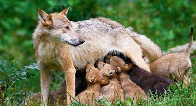 狼遇到人类婴儿,为什么会将其养大而不是吃掉?看完解开多年疑惑