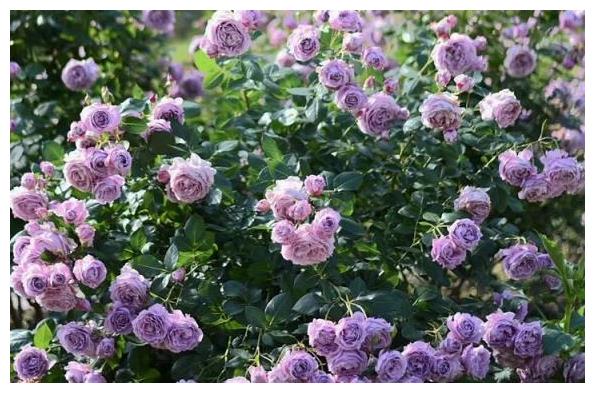 未来十天,思念倍增多,前任难忘,红娘降临,爱意复燃,复合可期休闲区蓝鸢梦想 - Www.slyday.coM 未来十天,思念倍增多,前任难忘,红娘降临,爱意复燃,复合可期休闲区蓝鸢梦想 - Www.slyday.coM