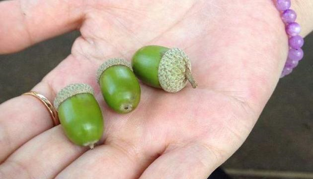 人称陀螺果常见数量多却没人重视殊不知40元一斤