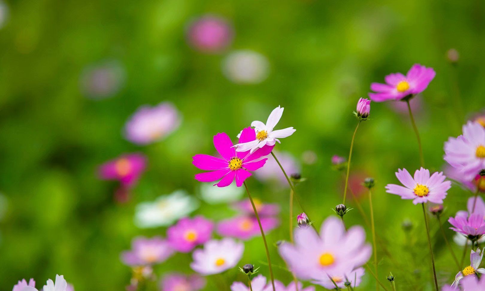 格桑花是高原上生命力最顽强,最普通的一种野花,它寓意幸福吉祥