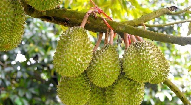 号称"水果之王"的榴莲,一棵树上结果几百个,为啥还是这么贵?