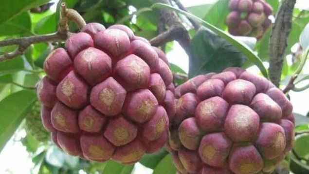 第一种:跟桃子很相似的野果子,可以叫它野桃子,口