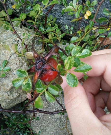 乡下踏秋,发现一"黄刺果",以往只有穷人吃,如今榨成汁后红了