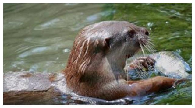 以后钓鱼再也不用鱼竿了,分分钟一条大肥鱼|肥鱼|曼巴|钓鱼_新浪新闻