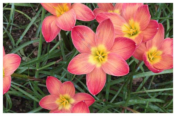 养花试试这几款 春夏秋三季花开不断 一年小苗就会开花