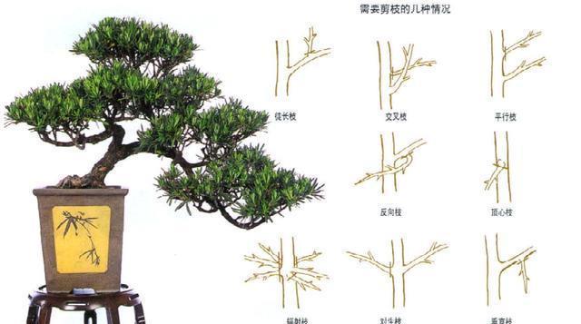 养盆景,修剪总是掌握不好?