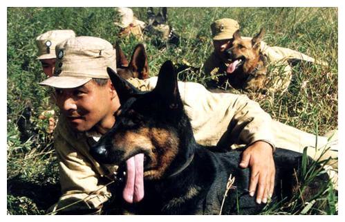 比白龙马还惨,军犬海龙拍戏绑真炸药被炸粉碎,导演:是我想要的