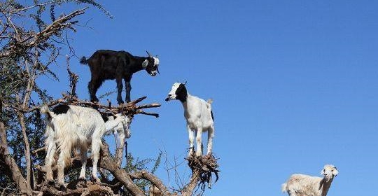 世界奇观羊上树是骗局羊上树背后的真相是什么