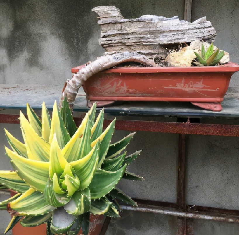 芦荟养成老桩,身价才会翻倍,自己观赏也漂亮,教你正确栽培方法