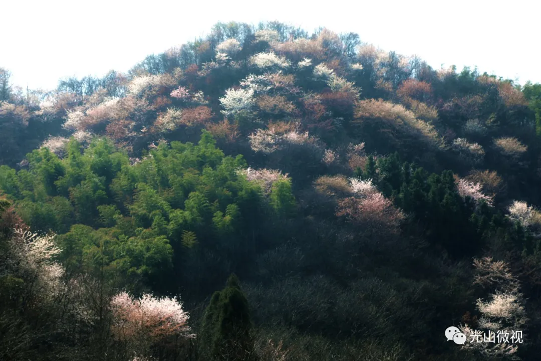 光山县王母观:樱花浪漫游人醉 美女乡长讲解忙
