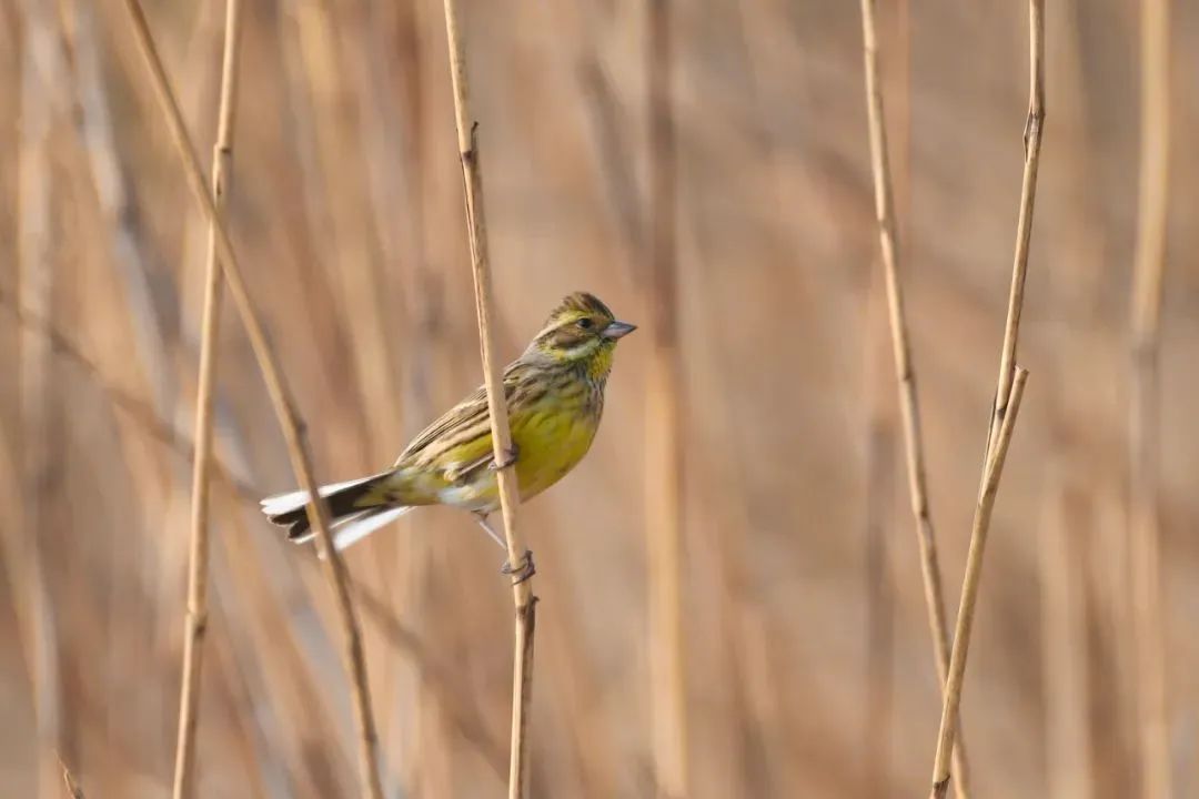 据了解,黄胸鹀,别名禾花雀,属小型鸣禽,喜食植物种子,其最具标志性的