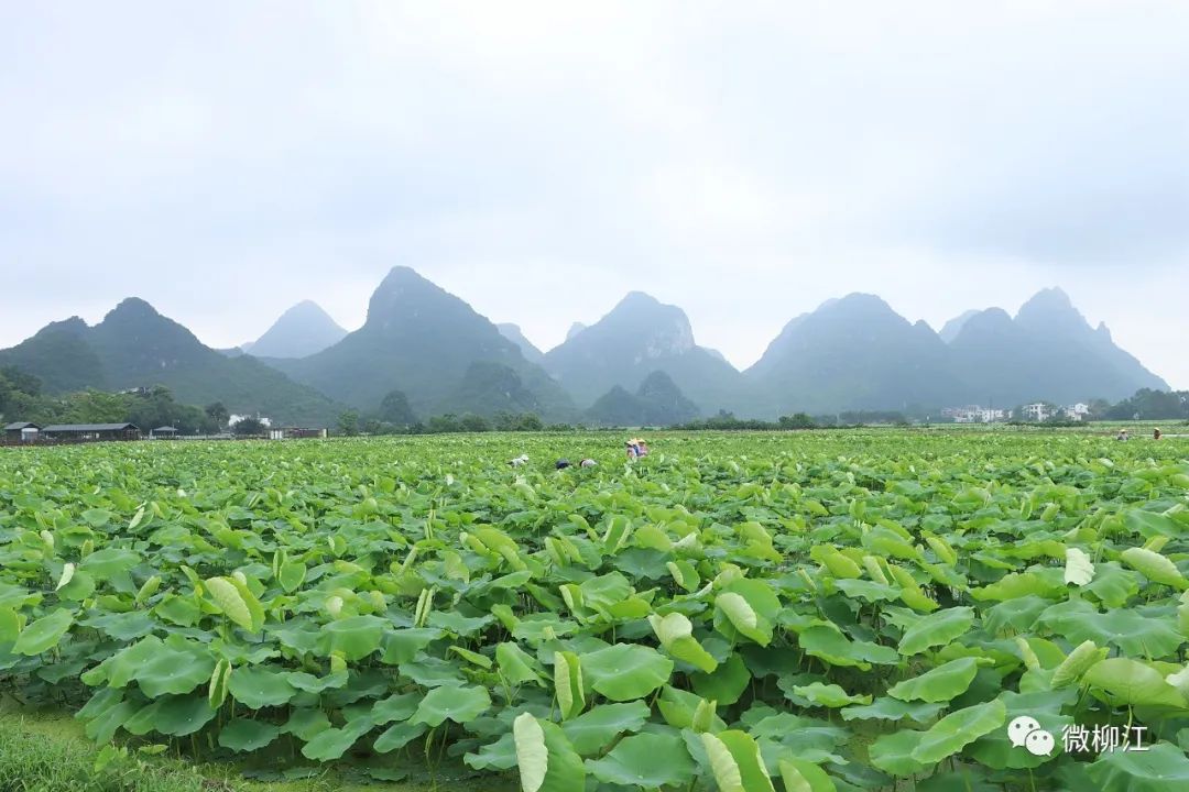 塘里的莲藕长大了光看着就想吃