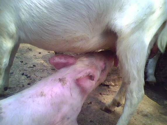 小猪吃奶的样子,很是可爱了!