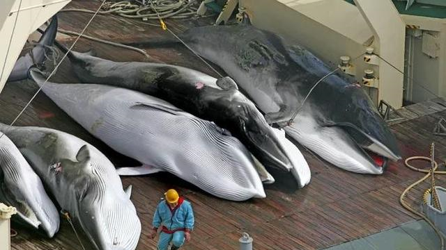 三百年前,美国兴起"捕鲸业",是如何盈利的,又如何走向衰亡的