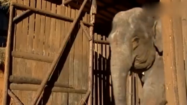 西游记:大象一脚把孙悟空踩扁,美女心疼,立马吹一口仙气!