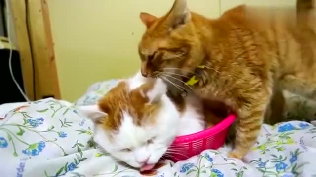 橘猫 猫叔腾个地 茶虎陪你一起睡